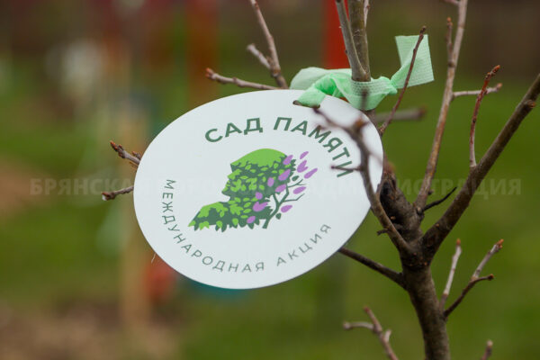 Возле школы № 71 в Брянске высадили именную аллею памяти