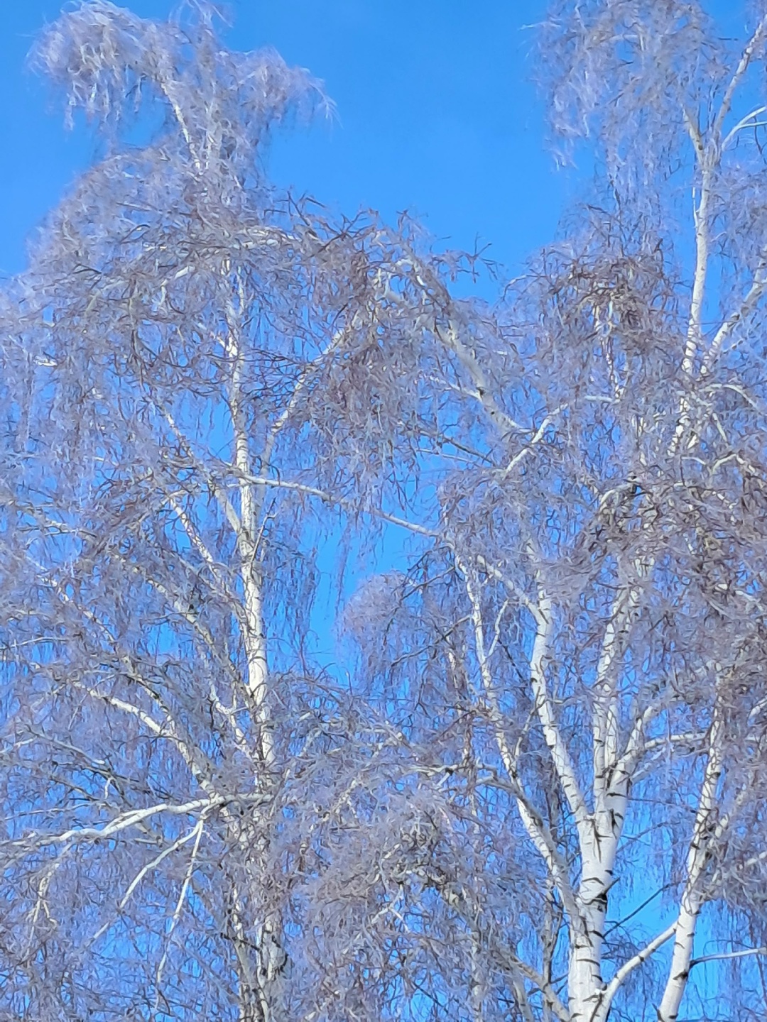 Проект брянской газеты «Красногорская жизнь» «Фотографируют наши читатели»