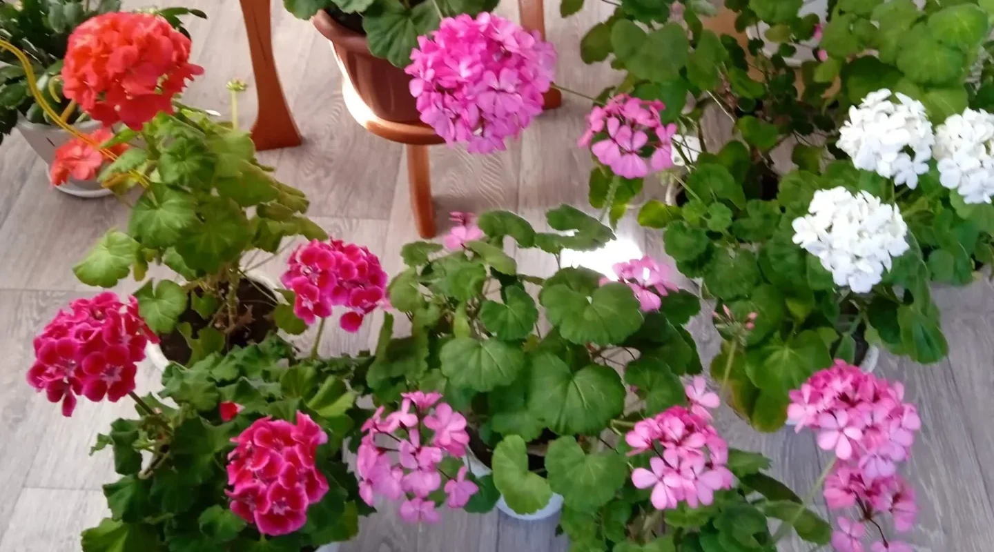 Проект брянской газеты «Красногорская жизнь» «Фотографируют наши читатели»