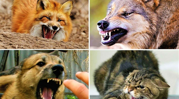 Красногорская ветслужба Брянщины информирует