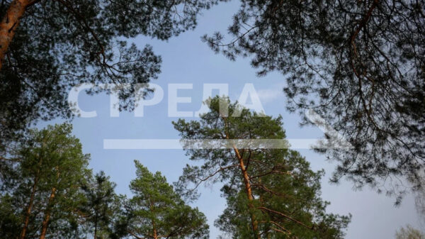 На Брянщине в летний период планируется охватить всеми формами отдыха 48 тысяч детей