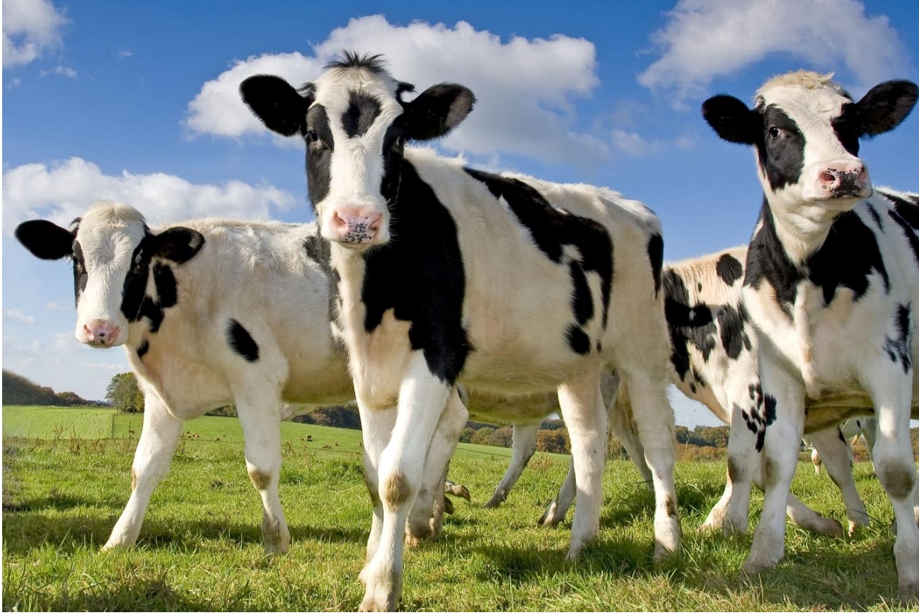 Красногорская ветстанция Брянщины о профилактике ящура животных