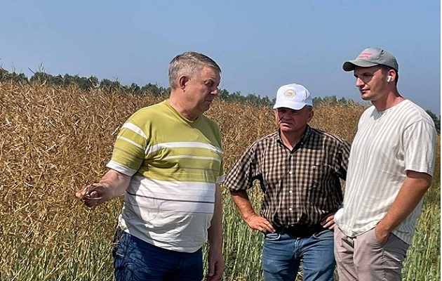 В брянском регионе стартовала уборка рапса