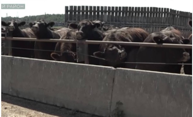 Делегация из Приморского края познакомилась с животноводческими площадками «Мираторга»
