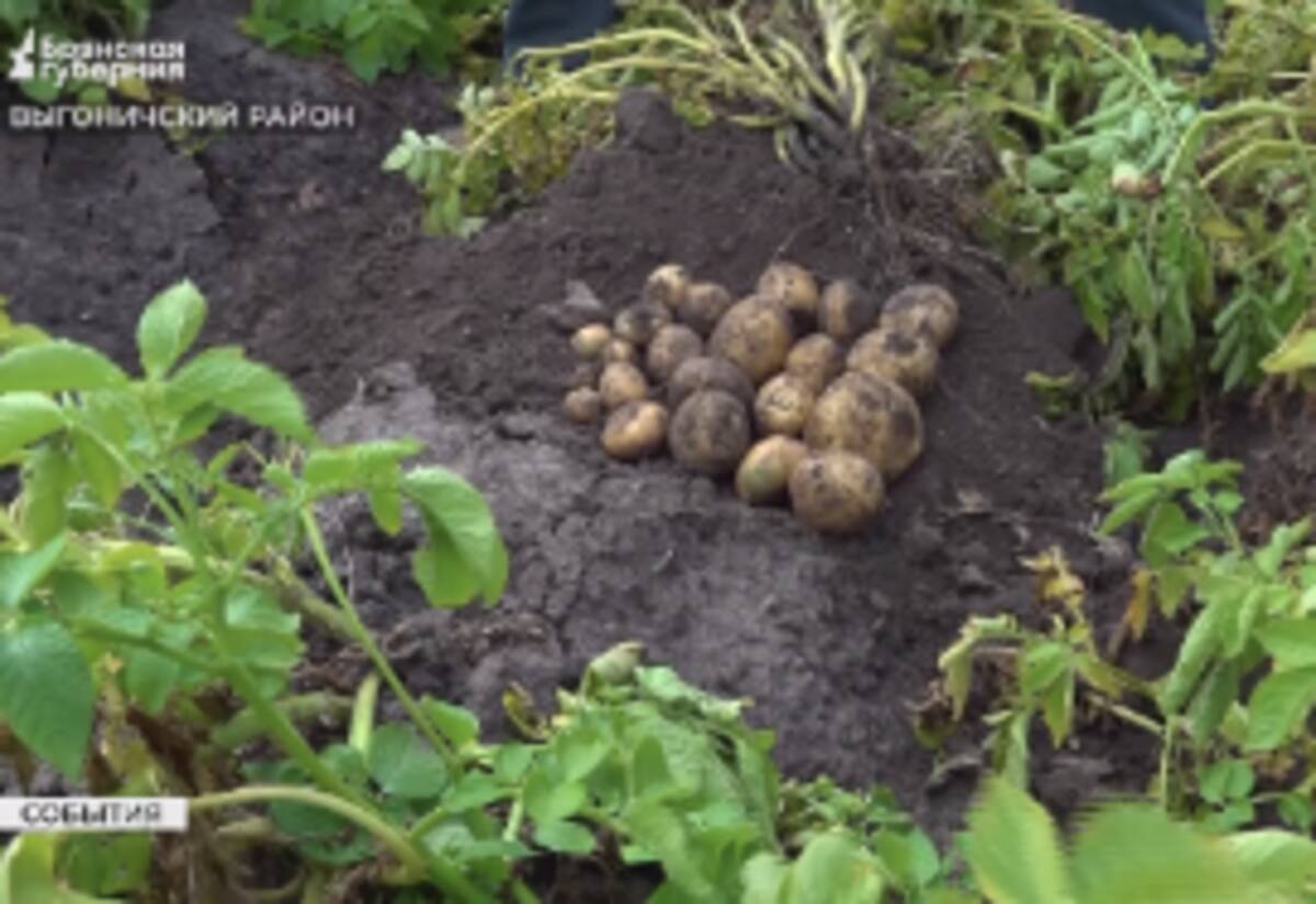 Делегация аграриев Приморского края познакомилась с опытом брянских растениеводов