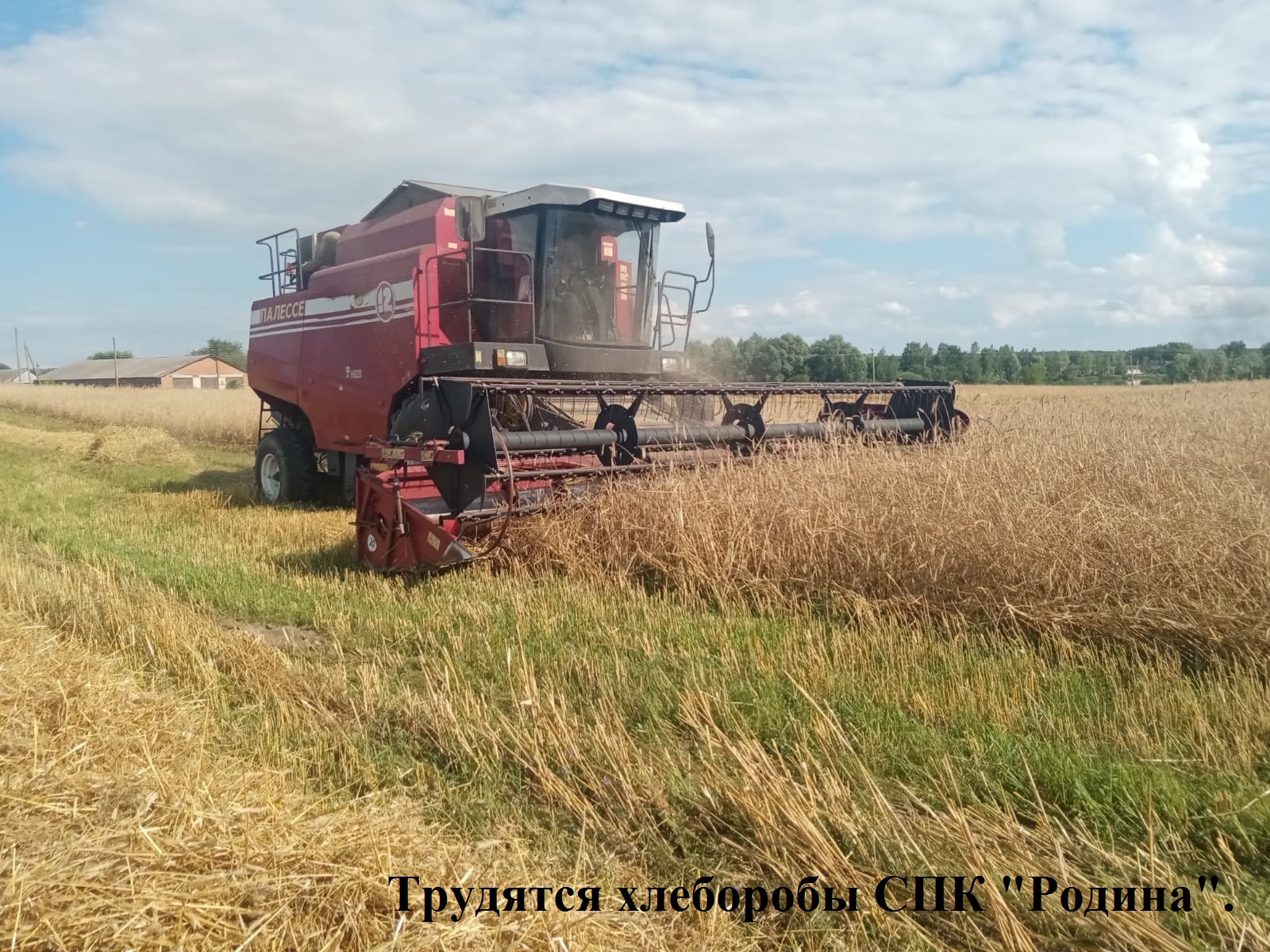 В Красногорском районе Брянщины стартовала уборка зерновых