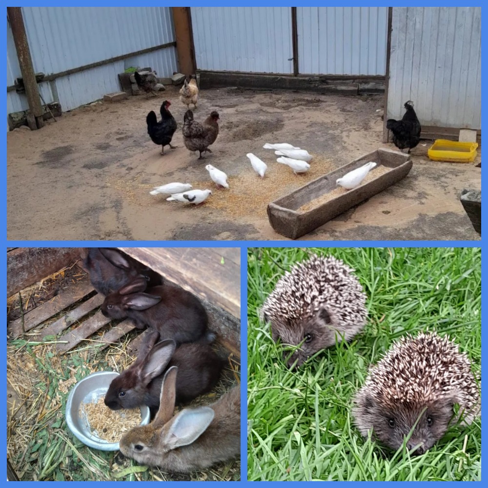 Проект брянской газеты»Красногорская жизнь» «Фотографируют наши читатели»