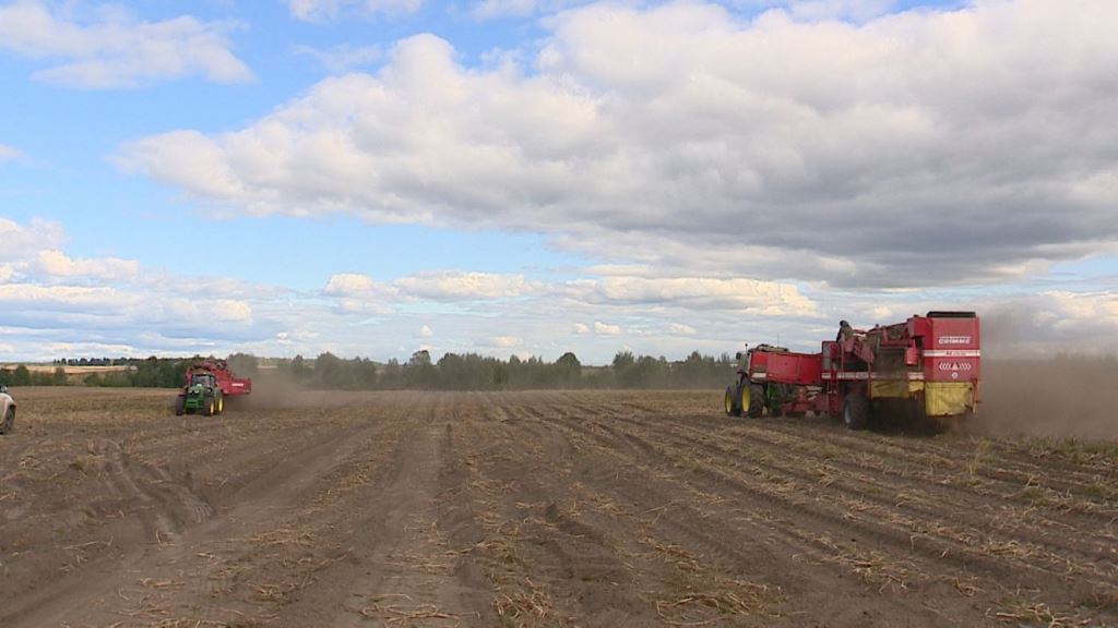 На Брянщине завершили уборку раннего картофеля