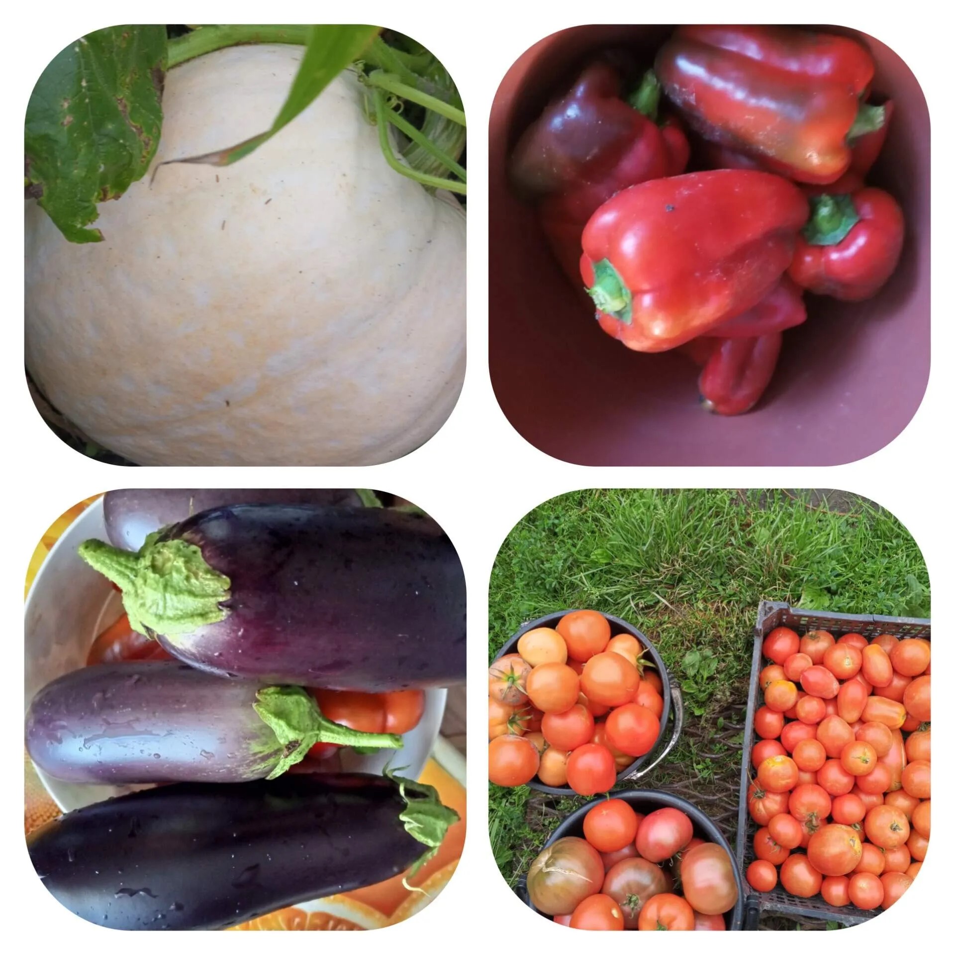 Проект брянской газеты»Красногорская жизнь»  «Фотографируют наши читатели»