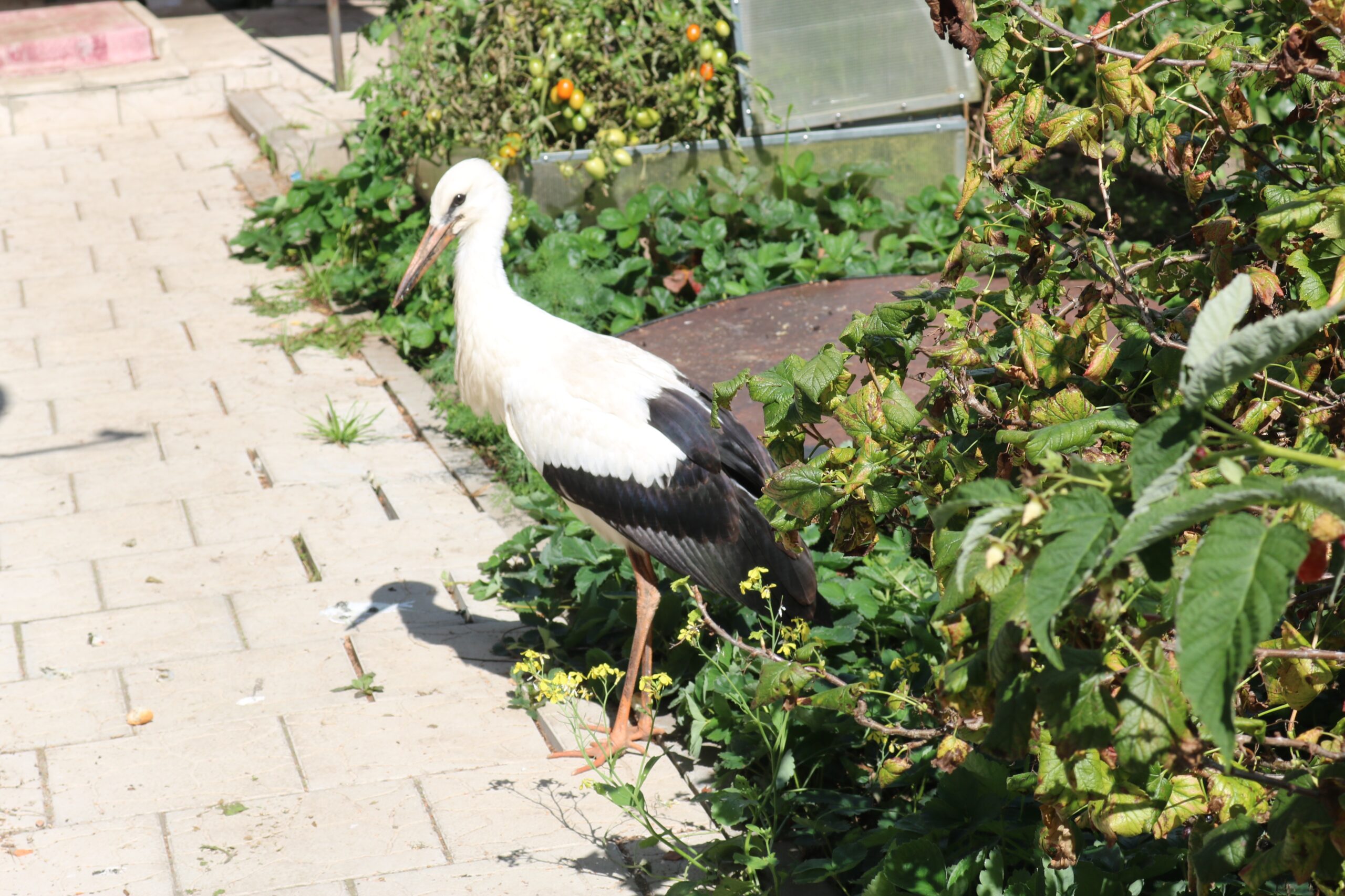 Проект брянской газеты «Красногорская жизнь» «Фотографируют наши читатели»