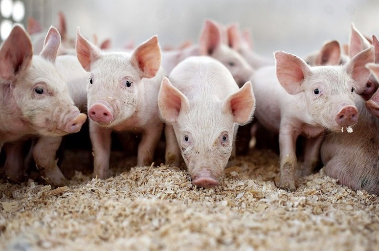 Памятка владельцам личного подсобного хозяйства Красногорского района Брянщины