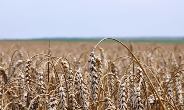 Развитие агропромышленного комплекса Брянской области в период продовольственного эмбарго