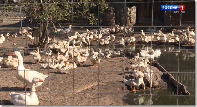 В брянском регионе действует программа «Агростартап»