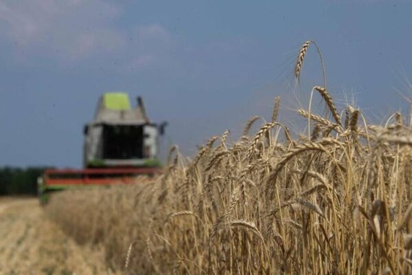 Аграрии брянского региона убрали зерновые на 94% площади