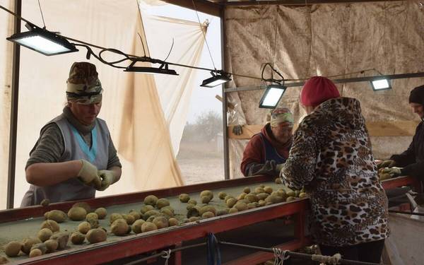 В Климовском районе брянского региона продолжают убирать картофель