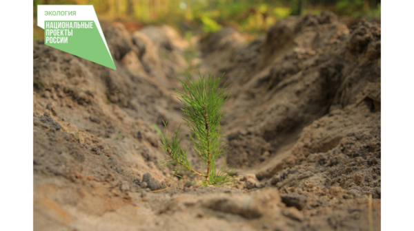 В брянском регионе по нацпроекту выполнено лесовосстановление на площади 2,9 тыс. га