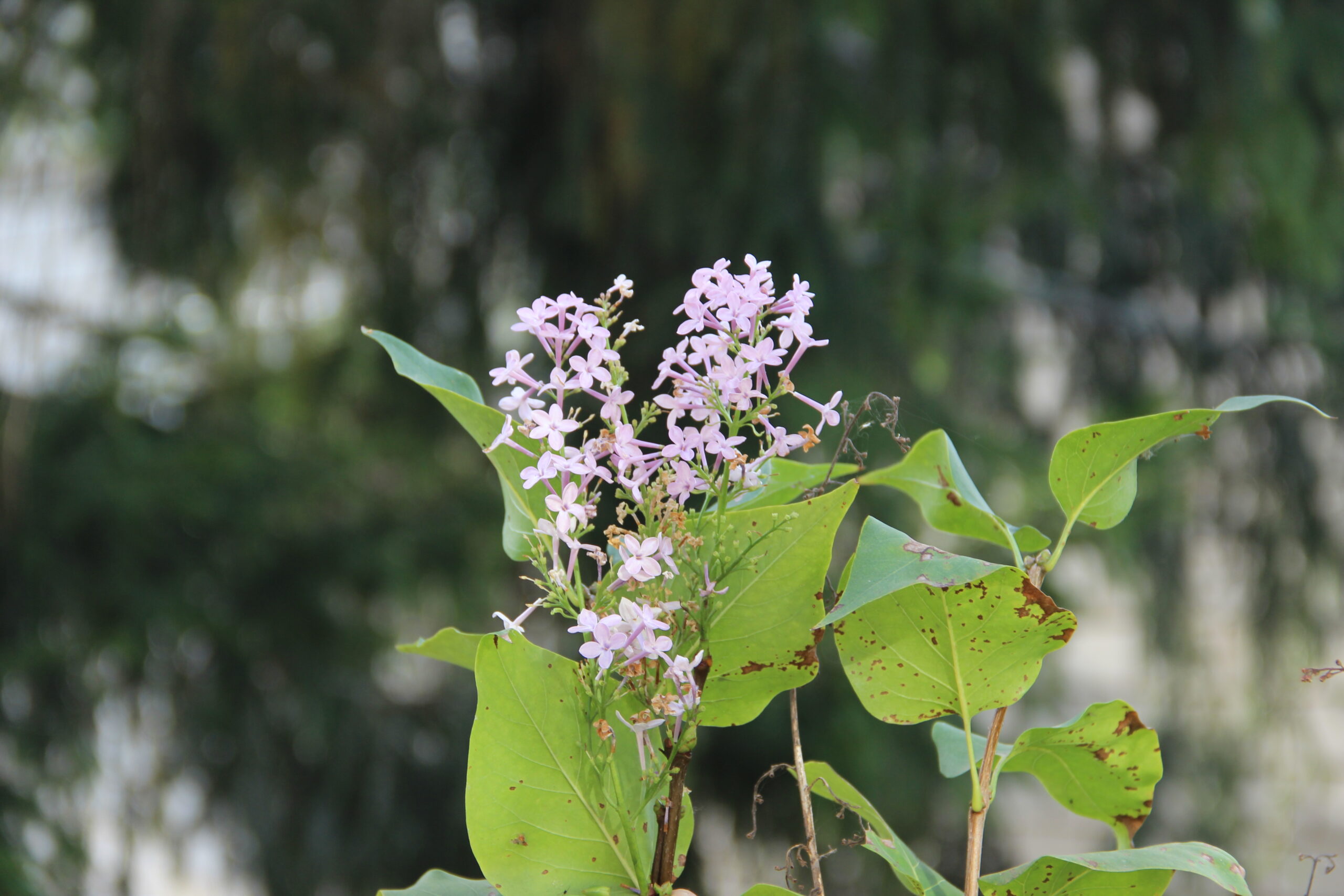 Фотоновость от брянской газеты «Красногорская жизнь»
