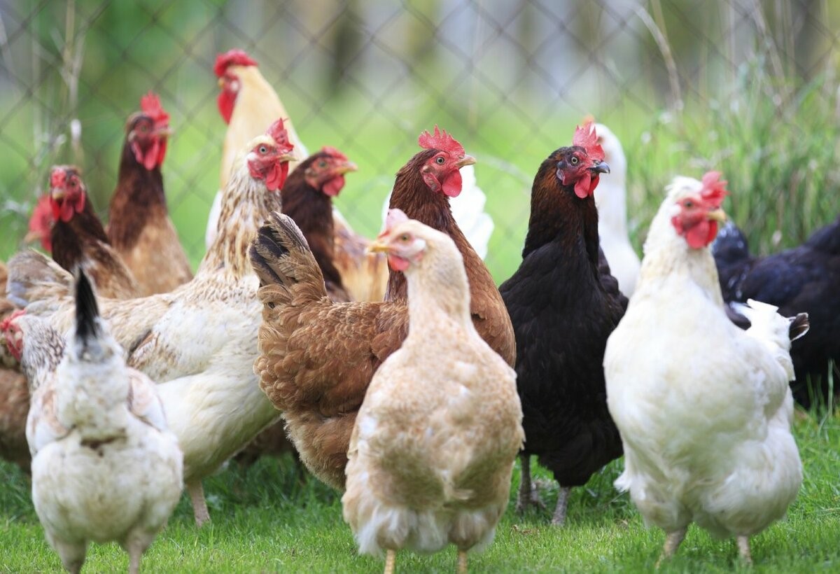 Красногорская ветслужба Брянщины информирует