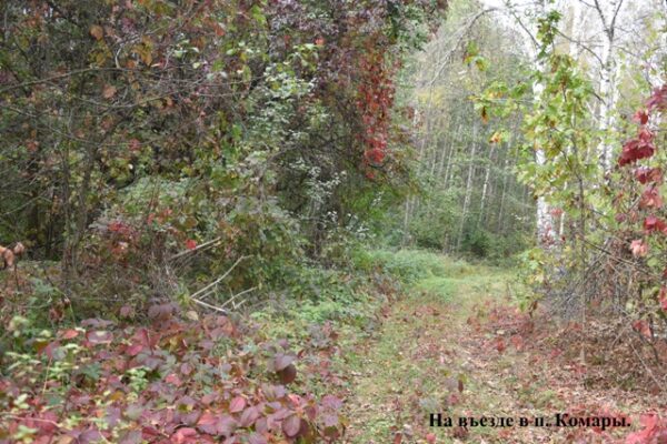 «А наши Комары – лучше!»
