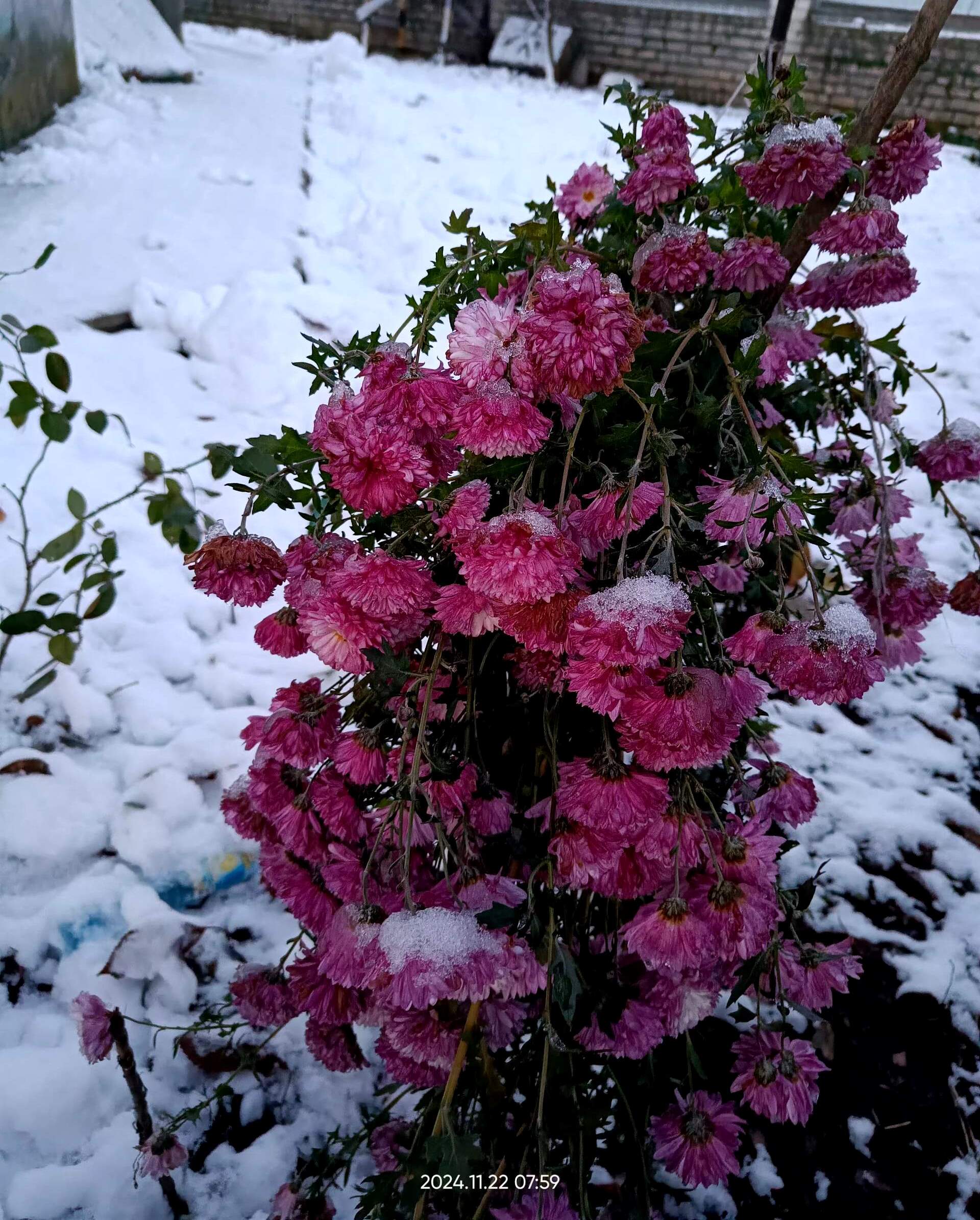 И осени уходящей красота