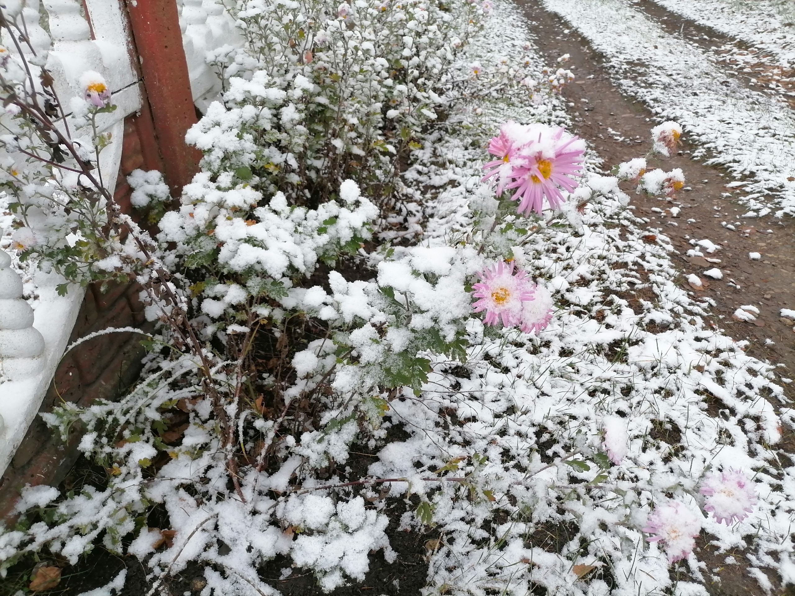 Первый снег в Красной Горе Брянщины