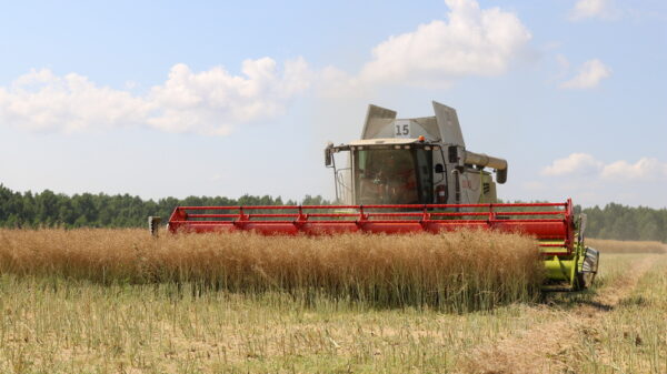 В этом году Комаричский район Брянщины в очередной раз показал высокие результаты в аграрной сфере