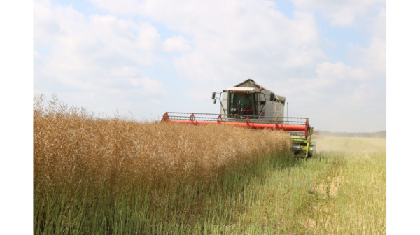 На Брянщине в прошлом году собрали 1,9 млн тонн зерна и 1,25 млн тонн картофеля