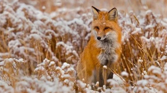 Красногорская ветслужба Брянщины информирует