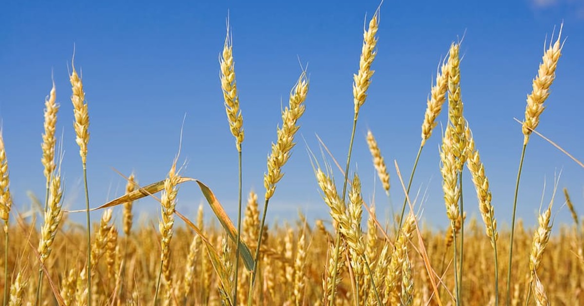 Жителям брянской Красногорщины о здоровых посевах