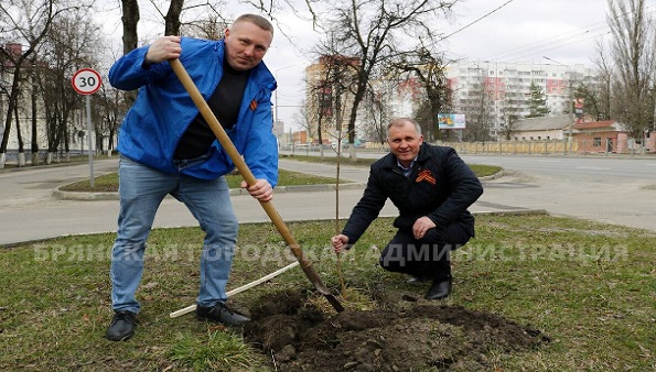 Восемьдесят молодых деревьев посадили в Брянске