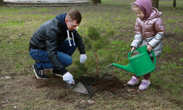 В парках Брянска высадили саженцы сосны