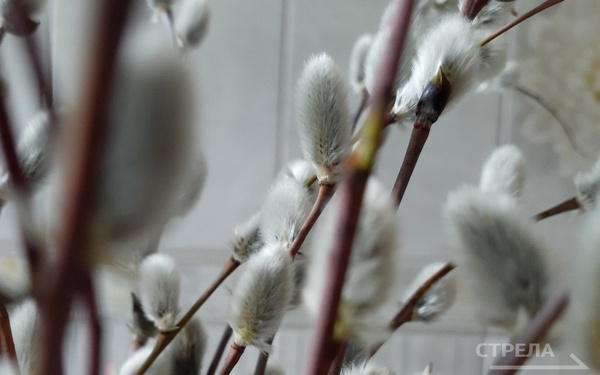 Православные жители брянского региона отмечают Вербное Воскресенье