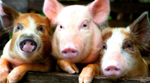 Красногорская райветстанция Брянщины информирует