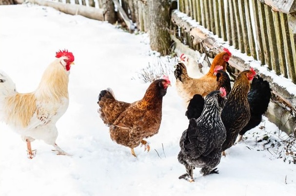 Красногорская ветстанция Брянщины информирует