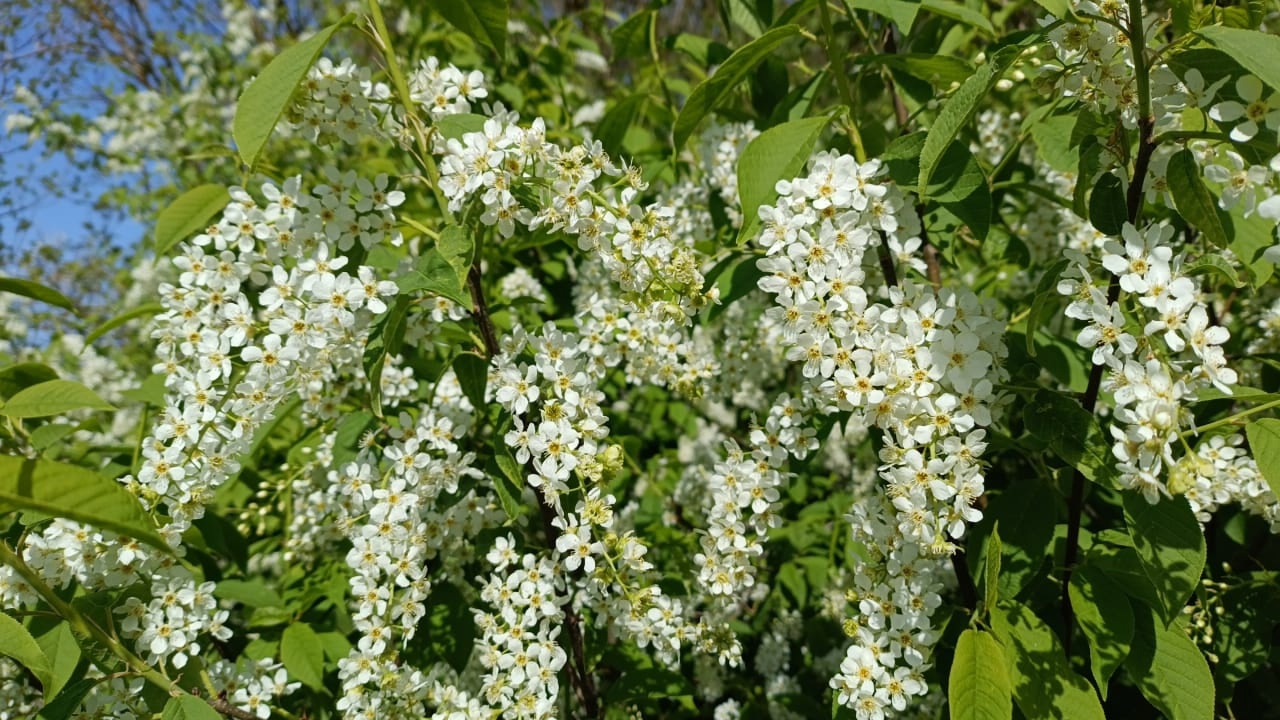 Фотозарисовка от читательницы брянской газеты «Красногорская жизнь»