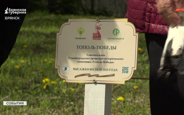 В центре Брянска высадили саженец-клон сталинградского «Тополя Победы» 