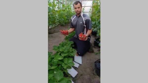 Житель Климовского района Брянщины третий год собирает высокий урожай клубники