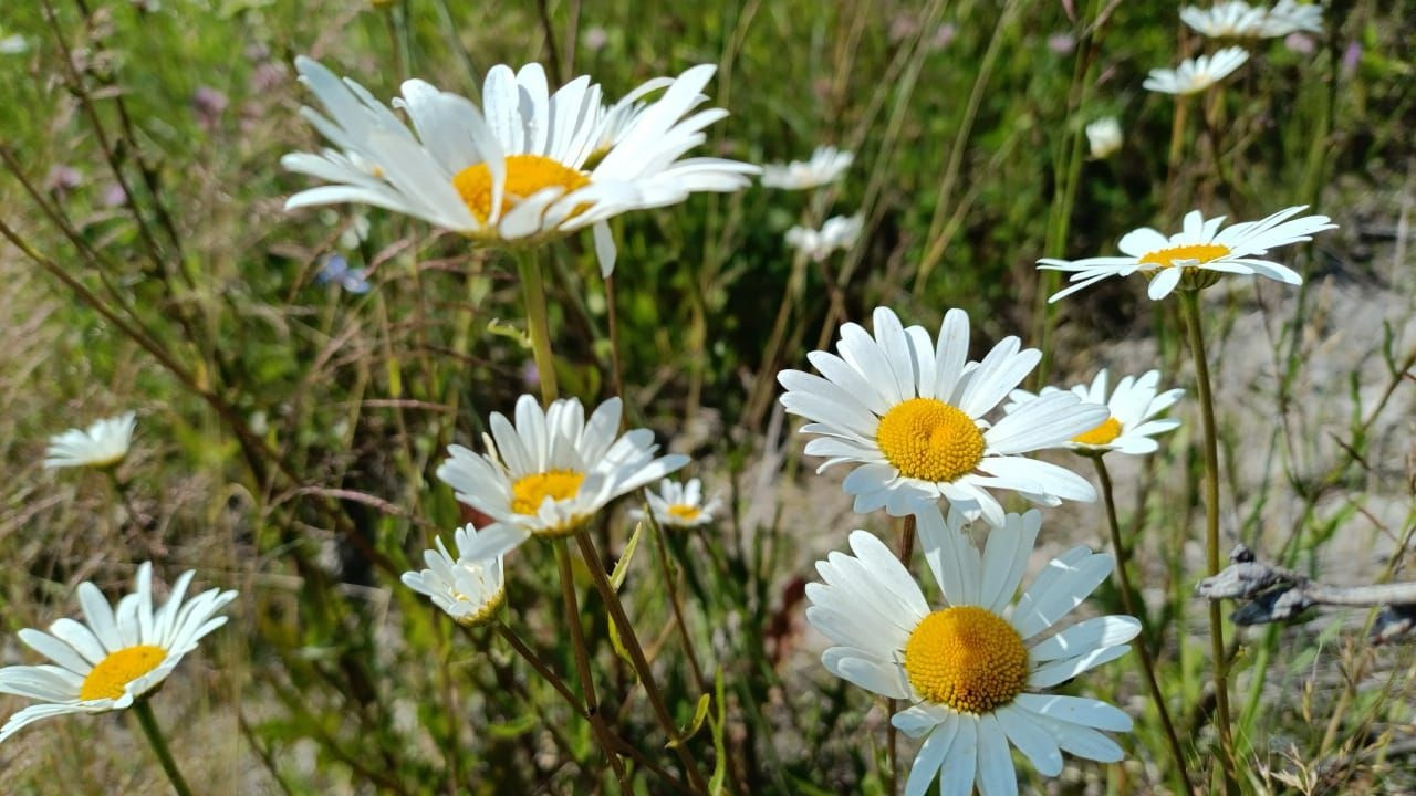 Проект брянской газеты «Красногорская жизнь» «Фотографируют наши читатели»