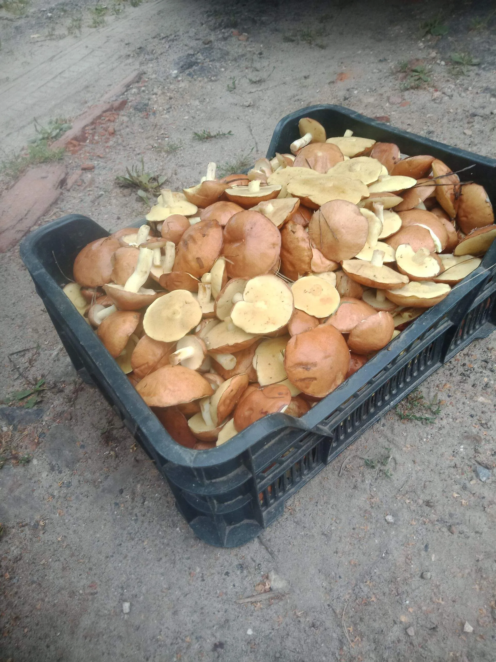 Проект брянской газеты «Красногорская жизнь» «Фотографируют наши читатели»