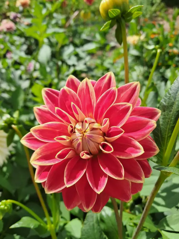 Проект брянской газеты «Красногорская жизнь» «Фотографируют наши читатели»