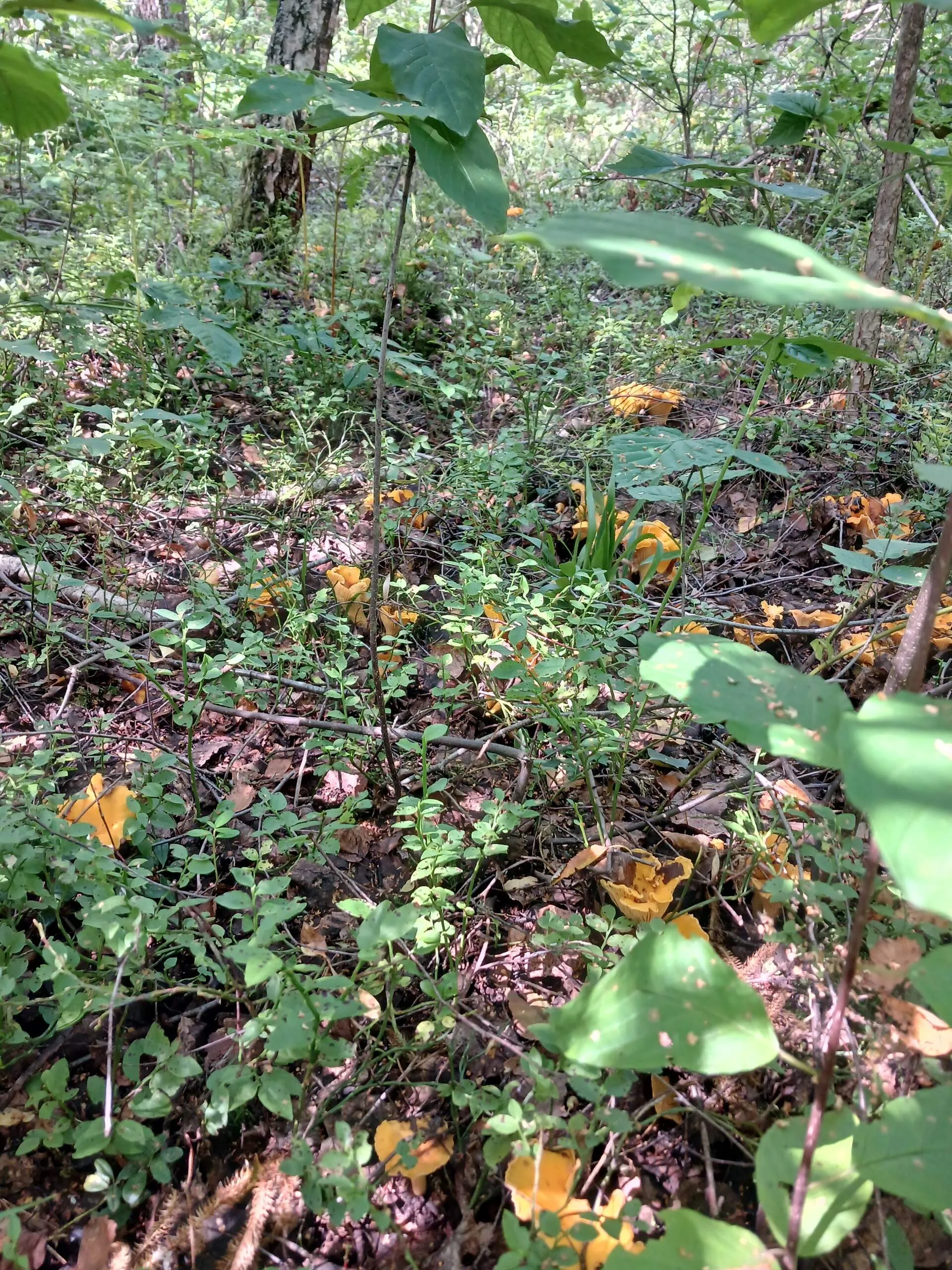 Проект брянской газеты «Красногорская жизнь» «Фотографируют наши читатели»