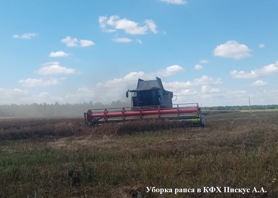 В Красногорском районе Брянщине завершилась уборка озимого рапса