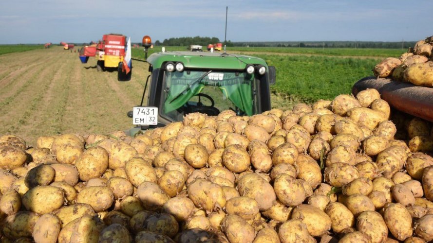 Брянские аграрии уберут картофель на площади 34,7 тыс. га