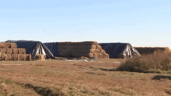 В брянском регионе к зимовке готовы 239 коровников и 193 телятника