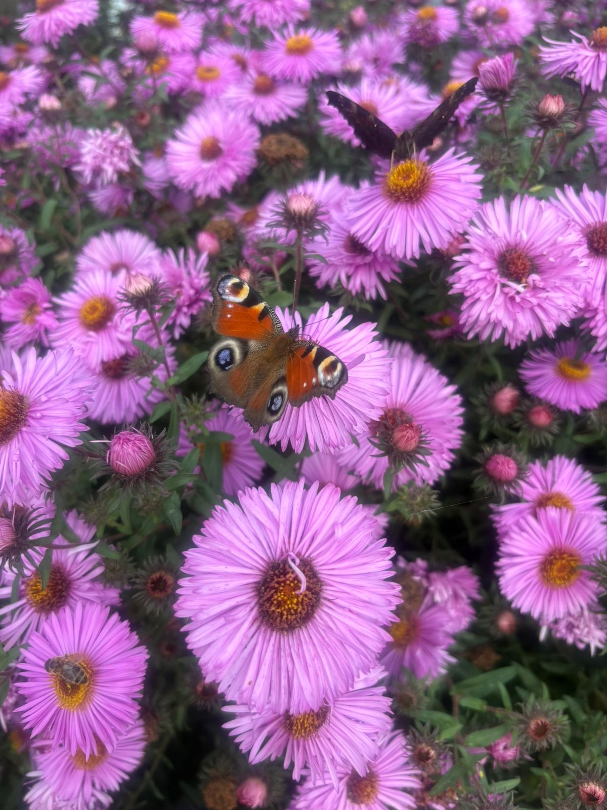 Проект брянской газеты «Красногорская жизнь» «Фотографируют наши читатели»