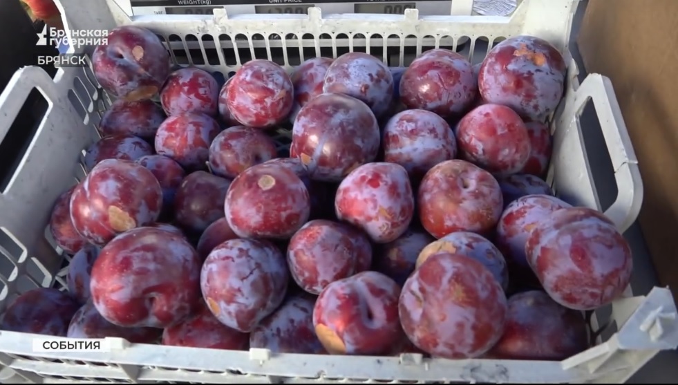 В Брянске продолжают работать ярмарки выходного дня