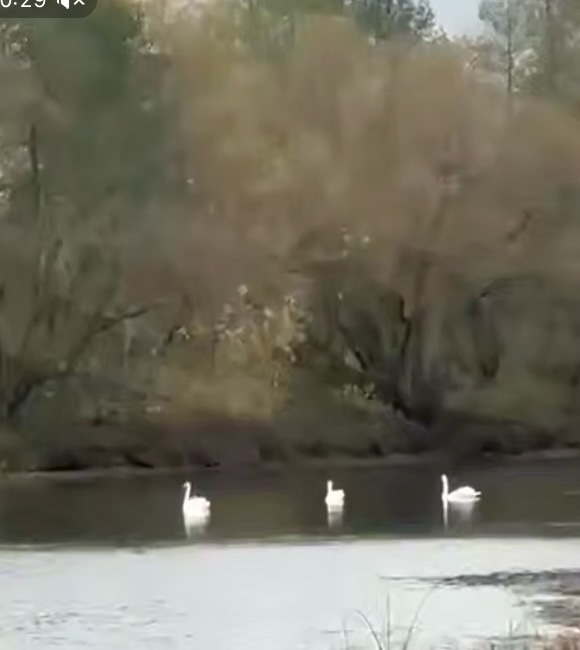 Наша Беседь. Лебеди