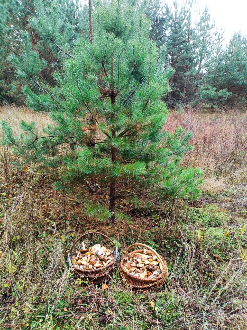 Проект брянской газеты «Красногорская жизнь» «Фотографируют наши читатели»
