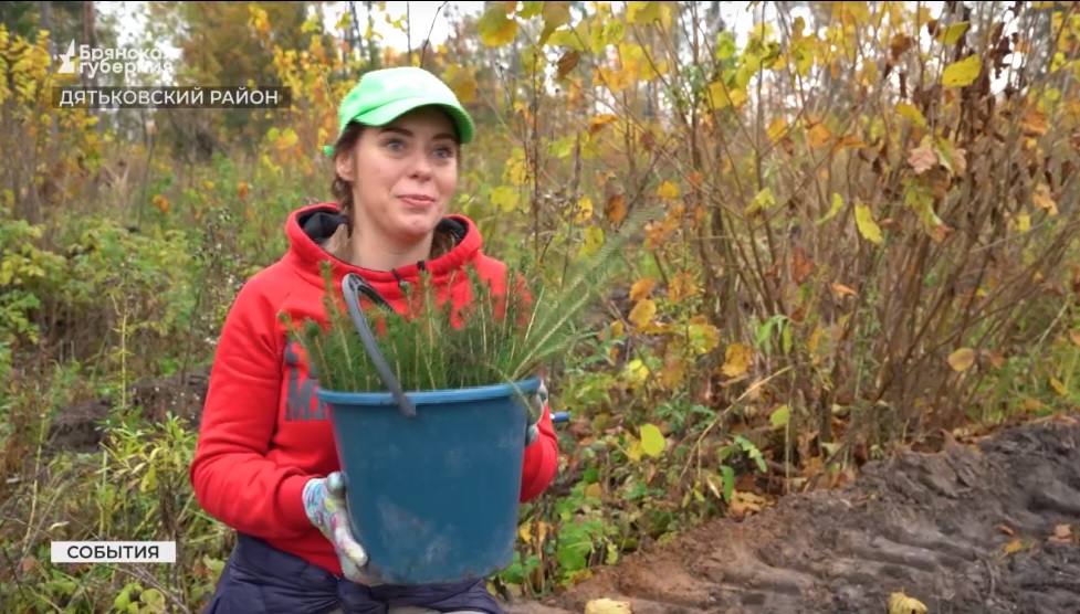 Студенты брянского колледжа высадили под Дятьково еловый лес