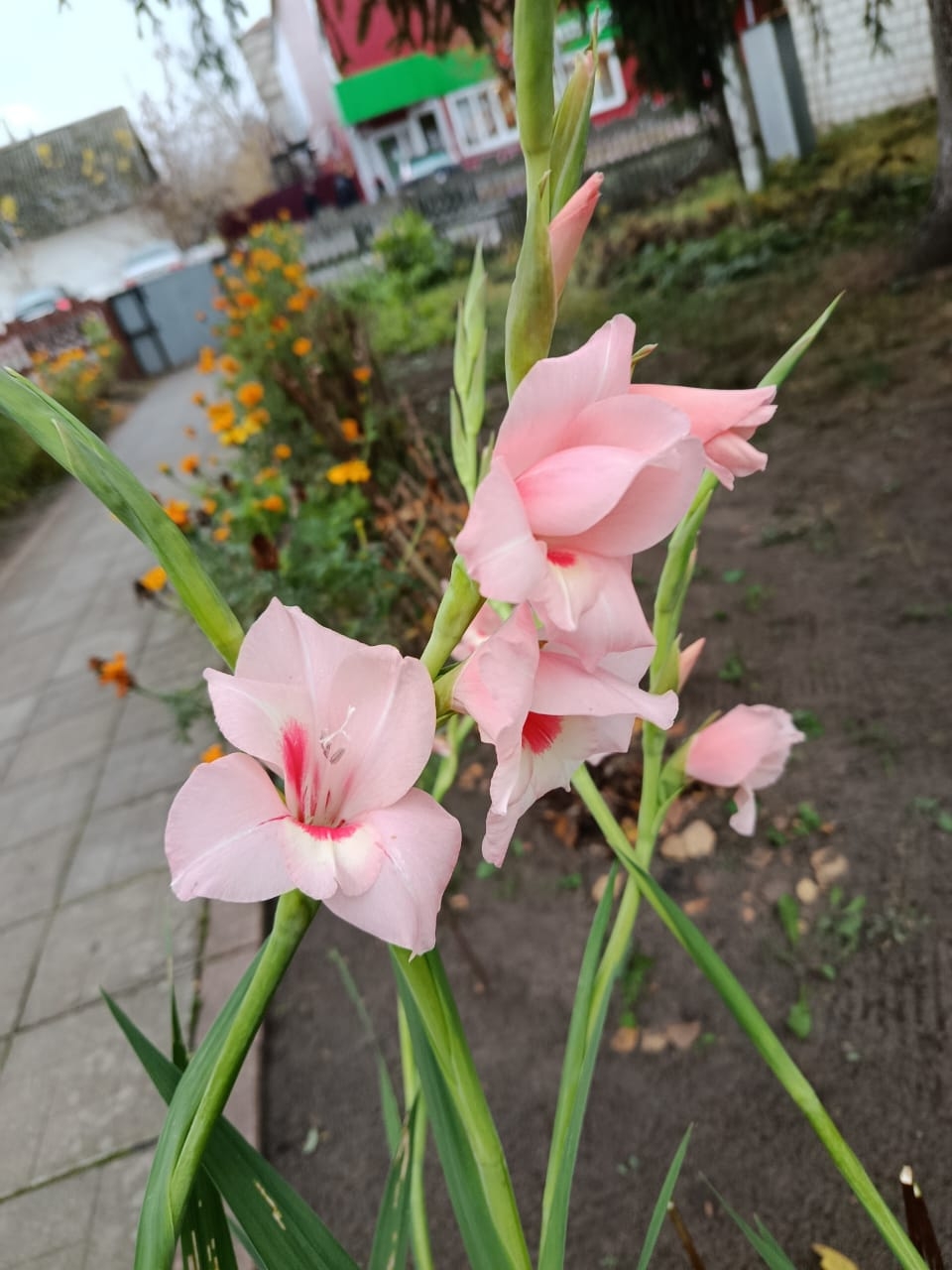 Фотозарисовка от корреспондентов брянской газеты «Красногорская жизнь»